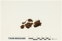 藏品(紫萼苔屬)的圖片